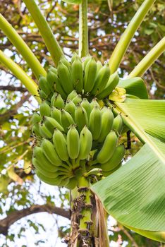 Bunch of bananas on a banana tree.