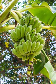 Bunch of bananas on a banana tree.