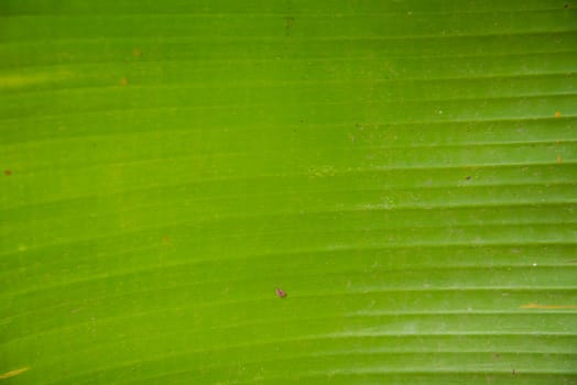 Green banana leaf for background.