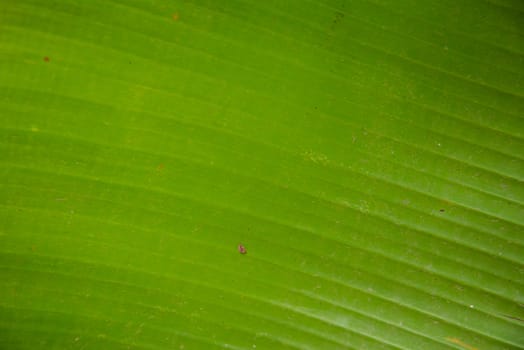 Green banana leaf for background.