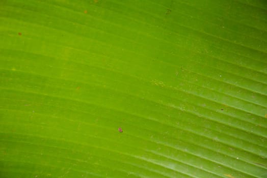 Green banana leaf for background.