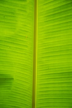 Green banana leaf for background.