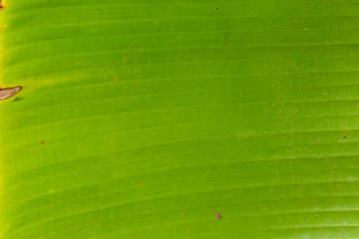 Green banana leaf for background.