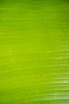 Green banana leaf for background.