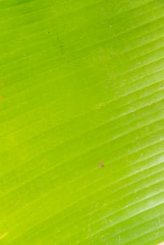 Green banana leaf for background.