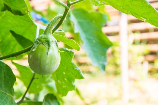 Green eggplant on bush in the garden.