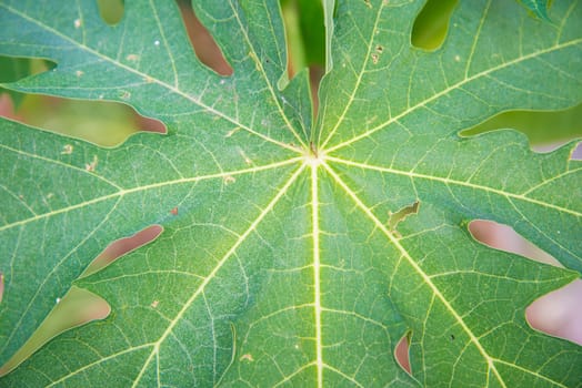 Green leaf for background.