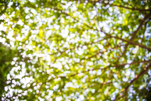 Zoom shot green tree out of focus for background. Blurs