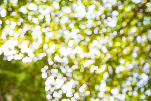 Zoom shot green tree out of focus for background. Blurs