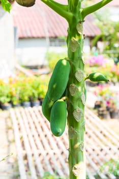 fresh papaya tree with bunch of fruits