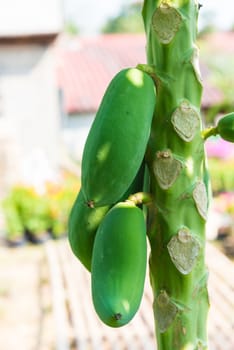 fresh papaya tree with bunch of fruits