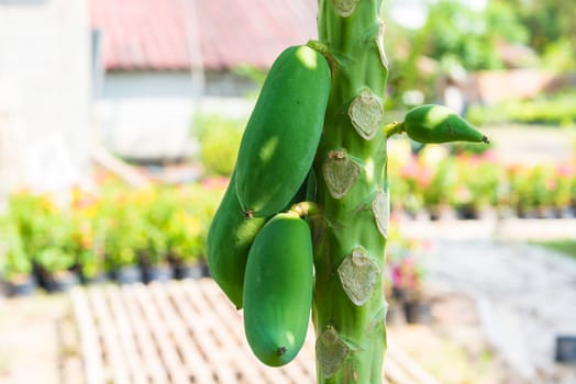 fresh papaya tree with bunch of fruits