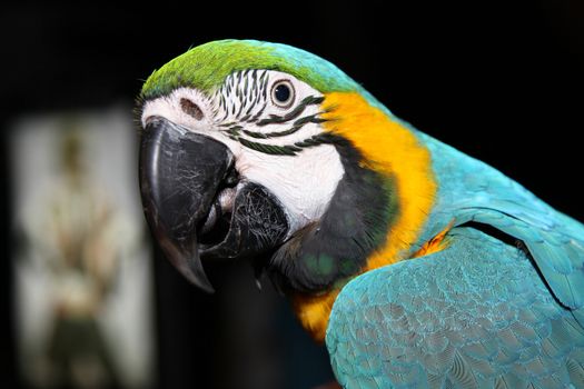 Beautiful turquoise-yellow parrot