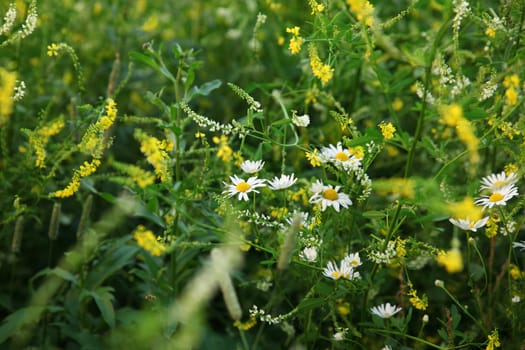 Background with field grass and daisies
