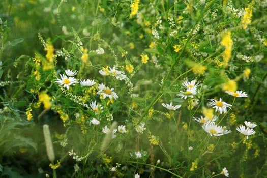 Background is blurred, the field of grass and daisies