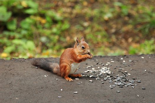 In the Park squirrel fed seeds