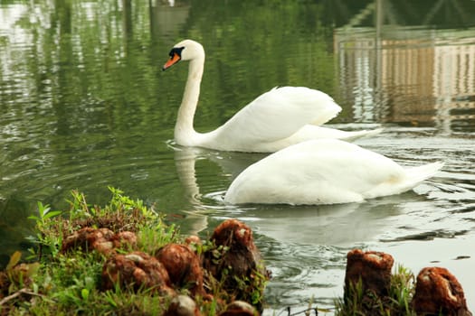 Two swans in the Park, one lowered his head into the water