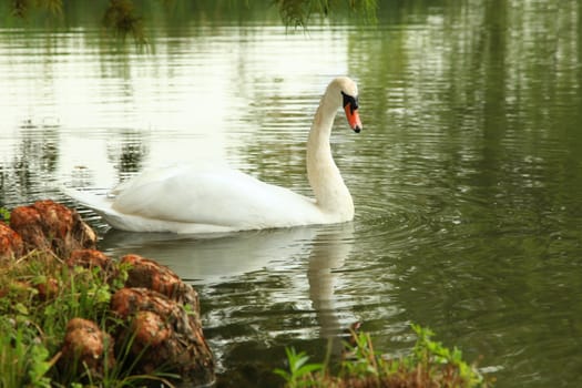 Beautiful Swan in the pond