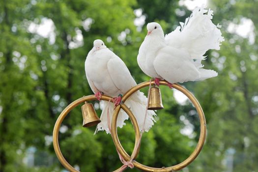 Wedding doves sit on gold rings
