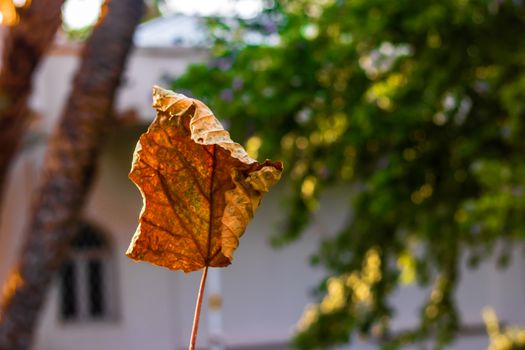 a beautiful closeup shoot to a yellow autumn leaf with natural background. photo has taken at izmir/turkey.