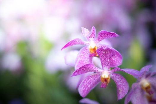 Beautiful blooming orchids in forest, On the bright sunshine