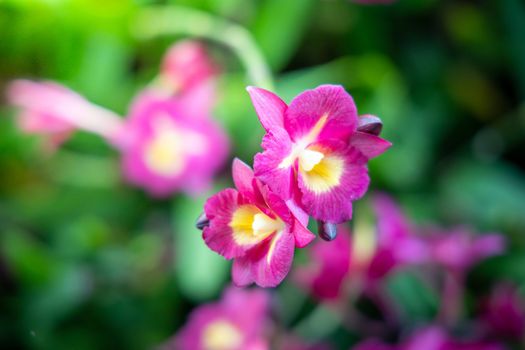 Beautiful blooming orchids in forest, On the bright sunshine