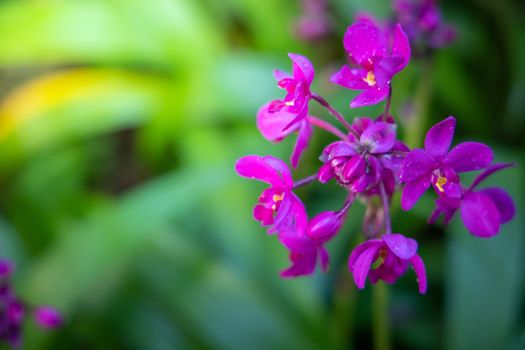 Beautiful blooming orchids in forest, On the bright sunshine