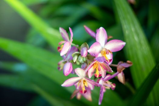 Beautiful blooming orchids in forest, On the bright sunshine