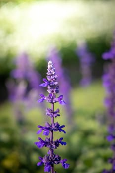 The background image of the colorful flowers, background nature