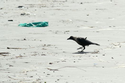 A medium sized Indian house crow bird (Corvus Corvidae family) common known as crows, ravens, rooks or jackdawss spotted in a sea beach. Close up. Animal wildlife theme and wild behavior background.