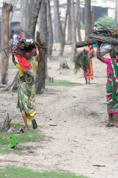 Rural Indian Villagers Women and girls cut firewood from protected nature reserve area, carry heavy loads on head walking miles, for use as woodfuel or biofuel. Forest Loss Energy Conservation Concept