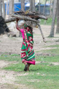 Rear View One Indian Village Woman cut firewood from protected nature reserve area, carry heavy loads on head and walking, for use as woodfuel or biofuel. Forest Loss Environment Conservation Concept