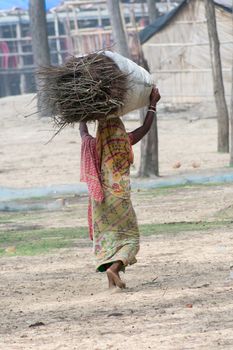 Highlands of north East Indian woman of below poverty line (BPL) carry wood and walk from national forest for used for cooking. Wood firewood or charcoal fuels are wide used for cooking in Rural India