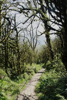 Dead boxwood forest in the mountains of Georgia at sunny day in spring