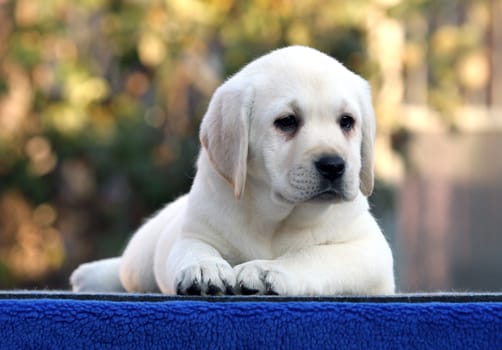 nice sweet little labrador puppy on a blue background