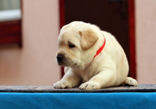 sweet little labrador puppy on a blue background