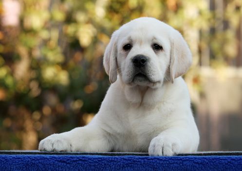 a nice sweet little labrador puppy on a blue background