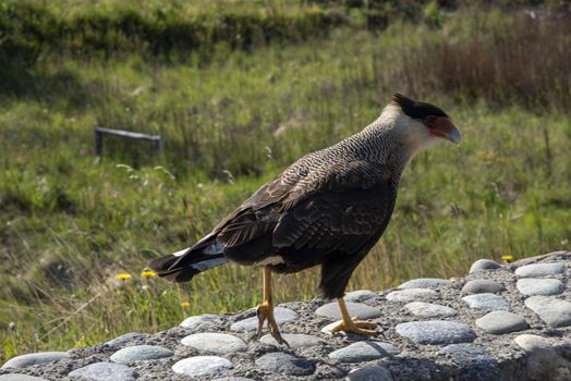 Northern crested caracara at The Perito Moreno Glacier, El Calafate, Argentina