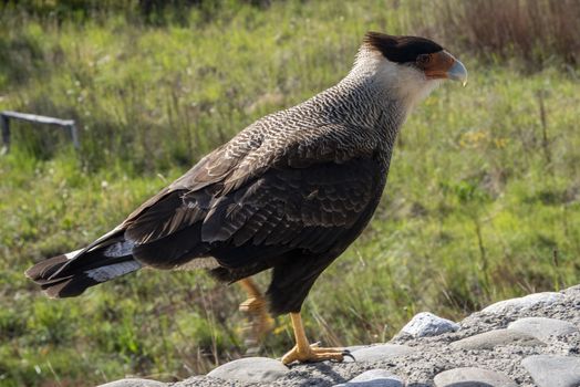 Northern crested caracara at The Perito Moreno Glacier, El Calafate, Argentina