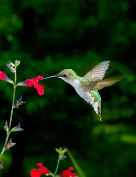 Female Ruby-Throated Hummingbird feeding at red salvia.