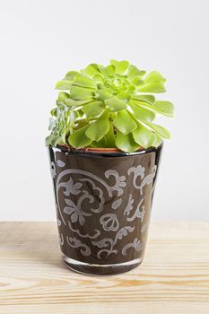 Dinner plate Aeonium plant, green succulent, close-up. Fresh green rosettes of Aeonium Dinner plate in a brown pot on wooden table.