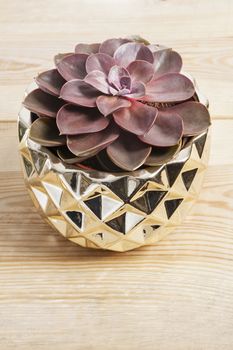 Echeveria lilacina plant in a golden pot on wooden background. Ghost Echeveria is a species of succulent plants belonging to the family Crassulaceae
