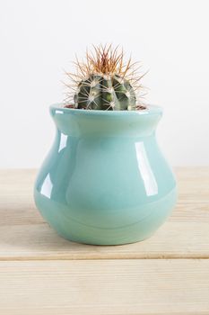 Genus Echinocactus Cactus plant in a turquoise pot on wooden table