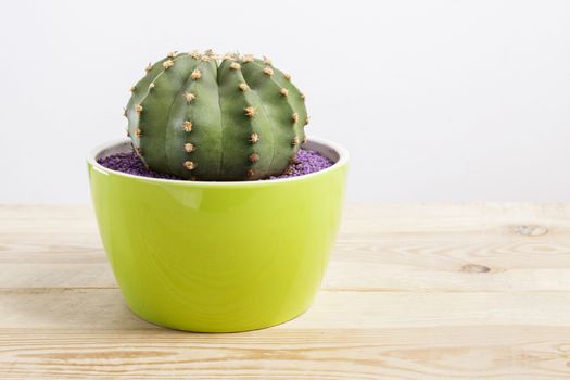 Genus Echinocactus Cactus plant in a green pot on wooden table