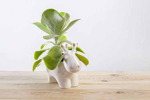 Kalanchoe thyrsiflora succulent pot plant with green, thick, rounded, paddle-shaped leaves in a deer shaped pot.