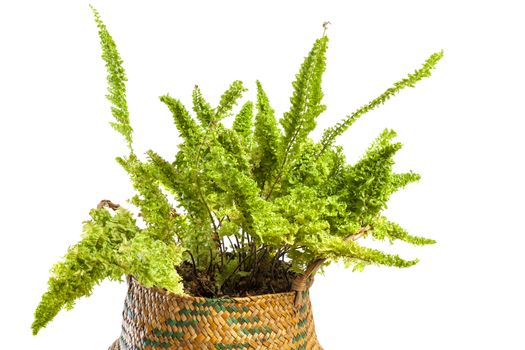 Studio photo shoot of a Nephrolepis exaltata blue bell fern, on a wooden table.