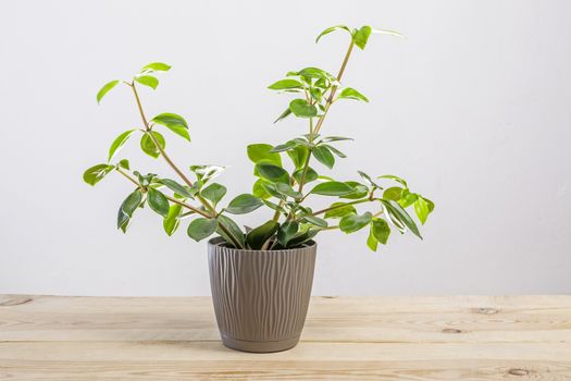 Fresh green Peperomia verticillata plant in a pot on a wooden table.