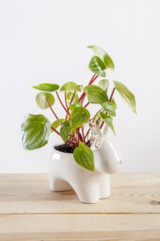Watermelon peperomia plant in a deer shaped pot on wooden table.