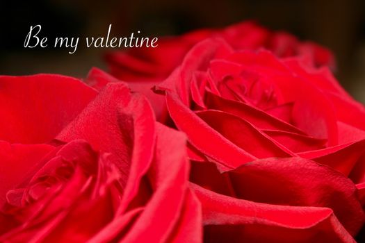 Valentines day concept of a close up view of a bunch of red roses with be my valentine text