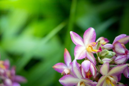 Beautiful blooming orchids in forest, On the bright sunshine